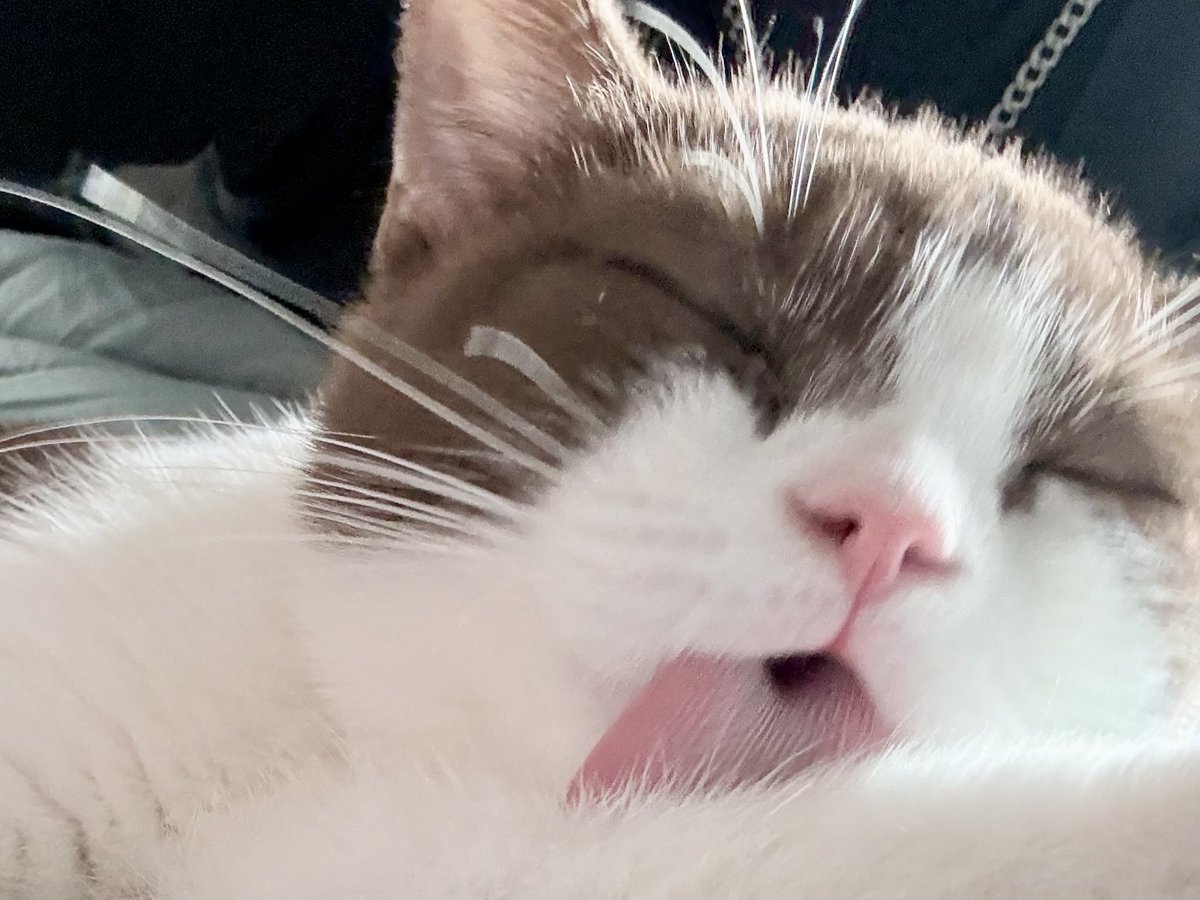 bambang 👽 tweet media