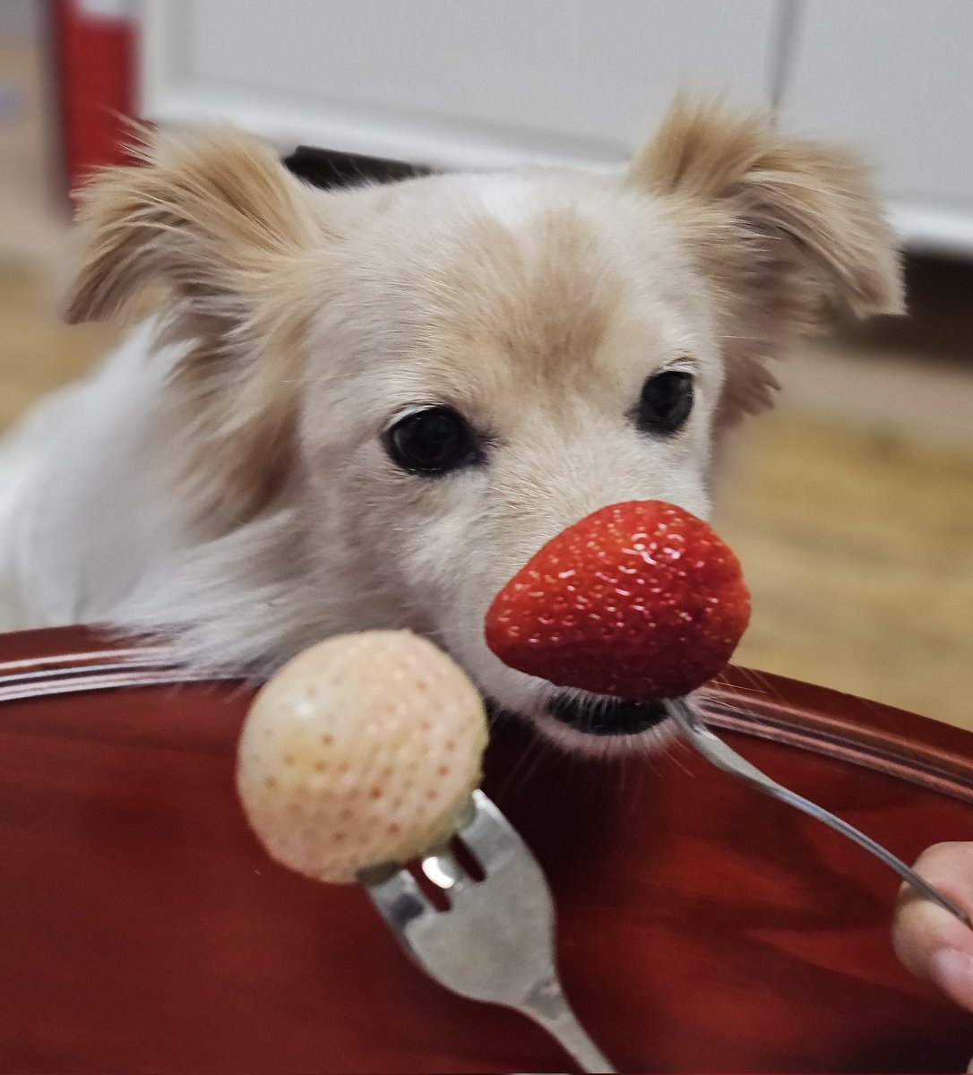 ✨️콩푸린🌸🌿 tweet media