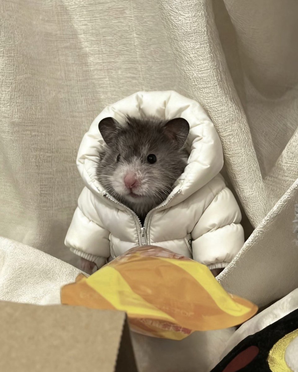 햄앤햄 tweet media