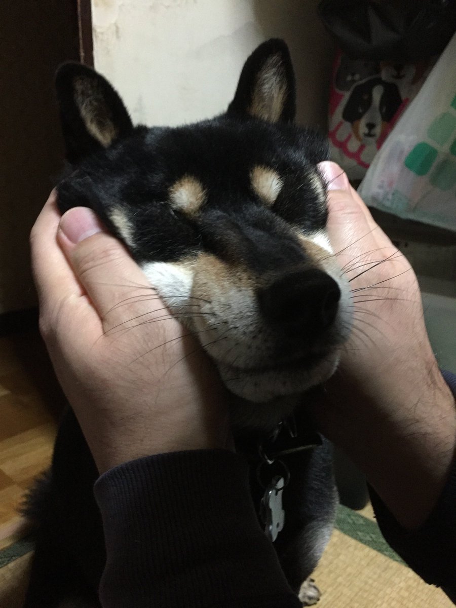 磯本つよし tweet media