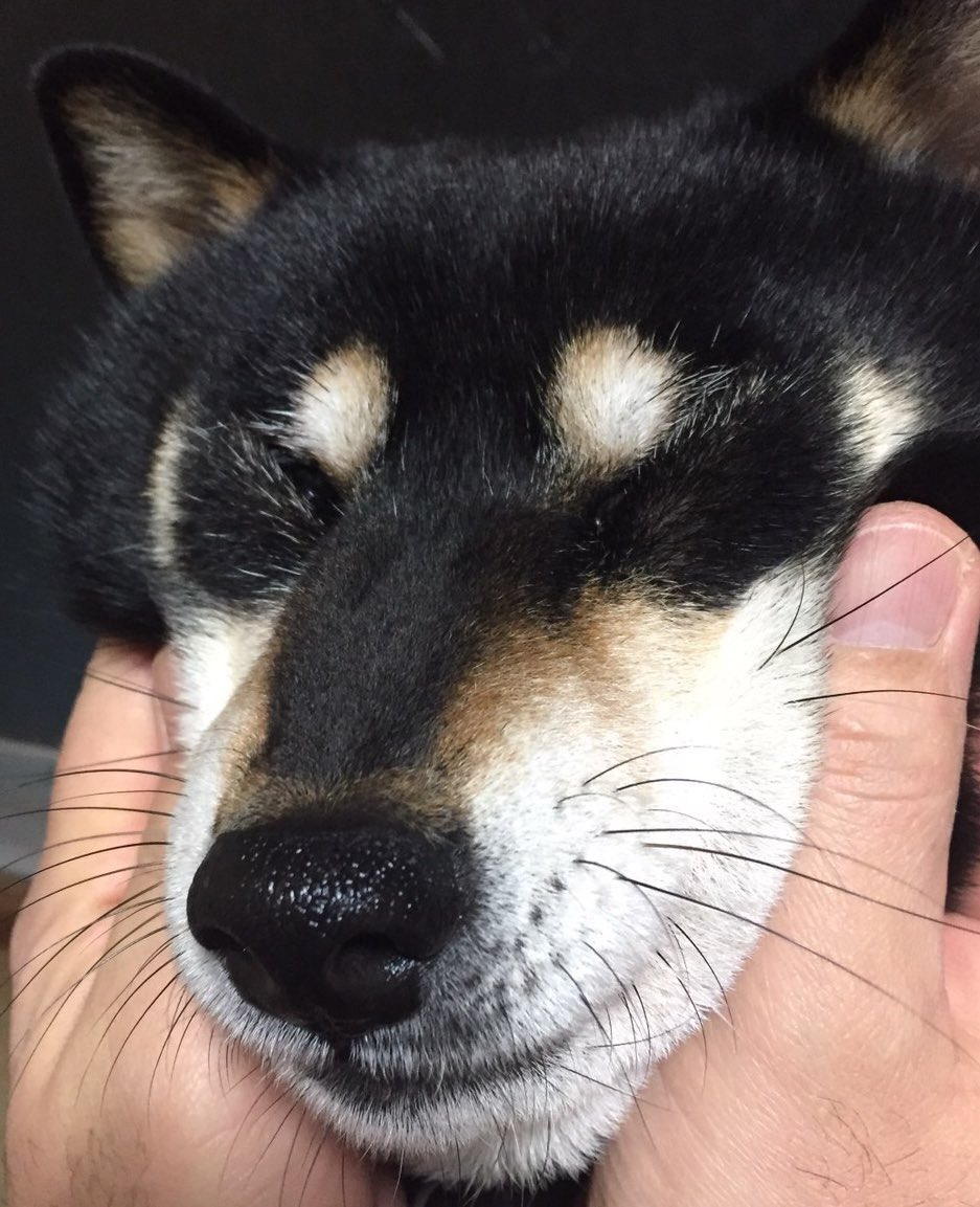 磯本つよし tweet media