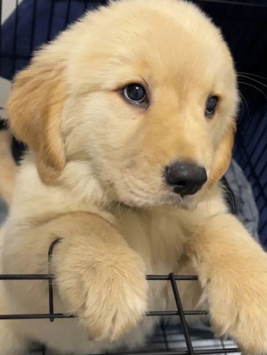 yousuf ali tweet media