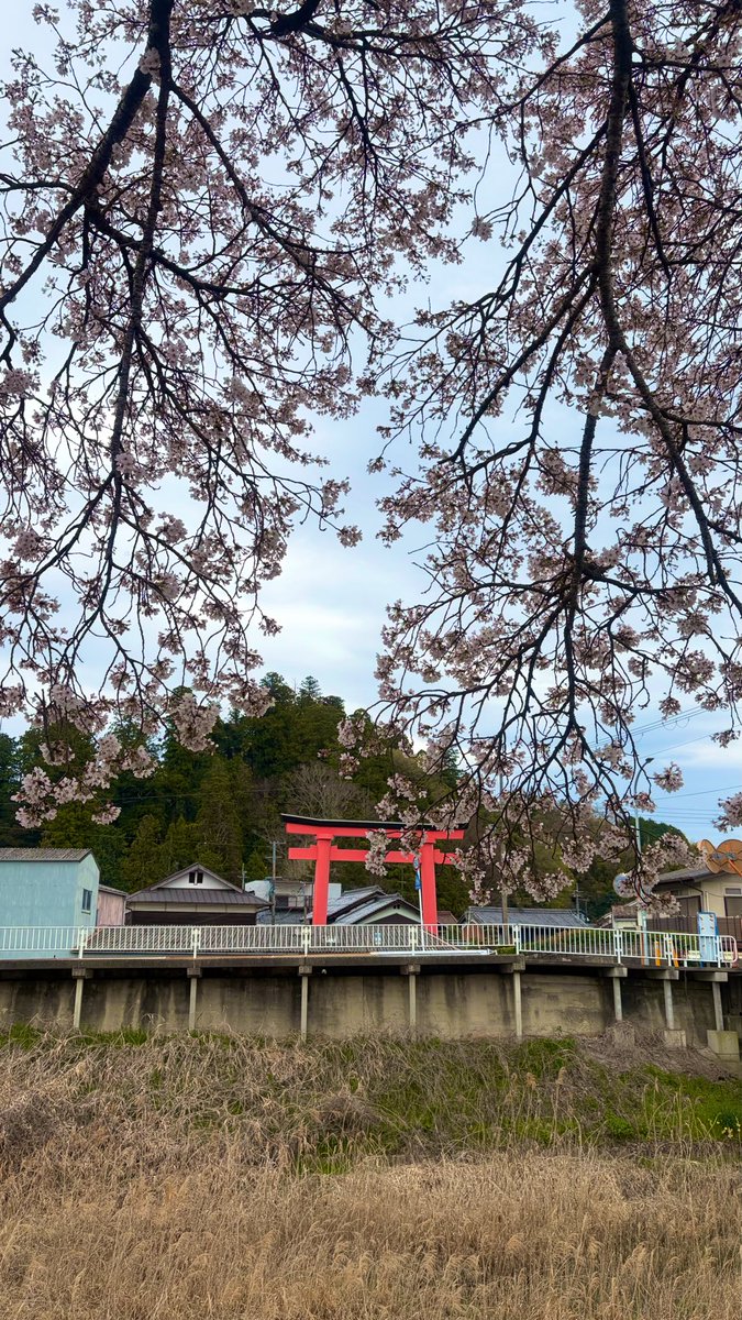 runrun502017's tweet photo. 初訪問
とてもいいとこでした♪
長谷寺の次の駅
もっと桜並木が続いていて夜桜もやってるらしい。
空いてて静かですわ〜
姫になった気分でお花見🌸 https://t.co/I1NrZTEVnn