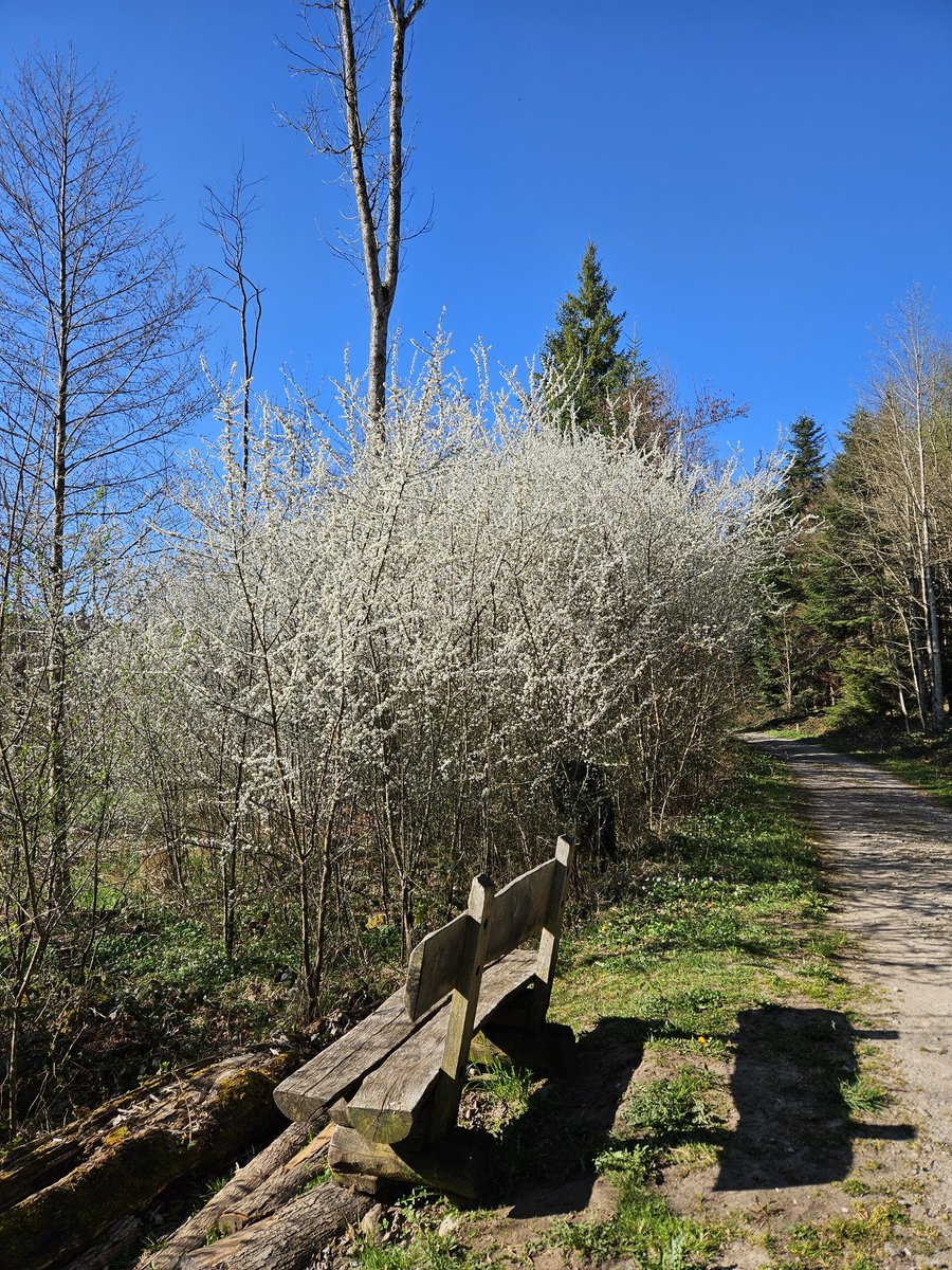 La fée clochette 🧚‍♀️🦄✨️🇨🇭🇫🇷 tweet media