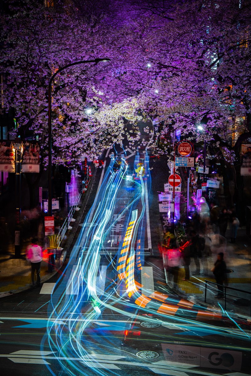 宛ら夜桜に舞う流星