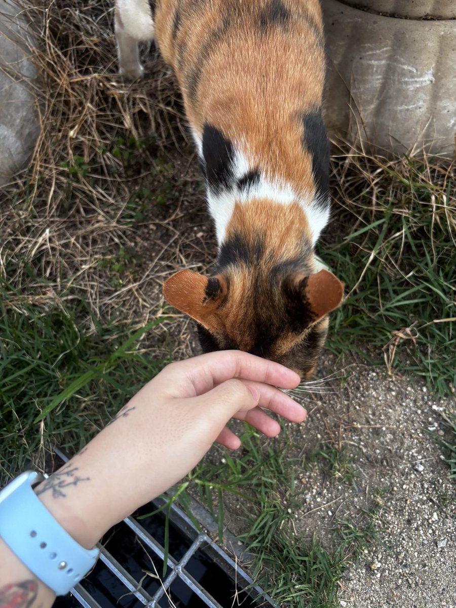 히요💭HIYO tweet media