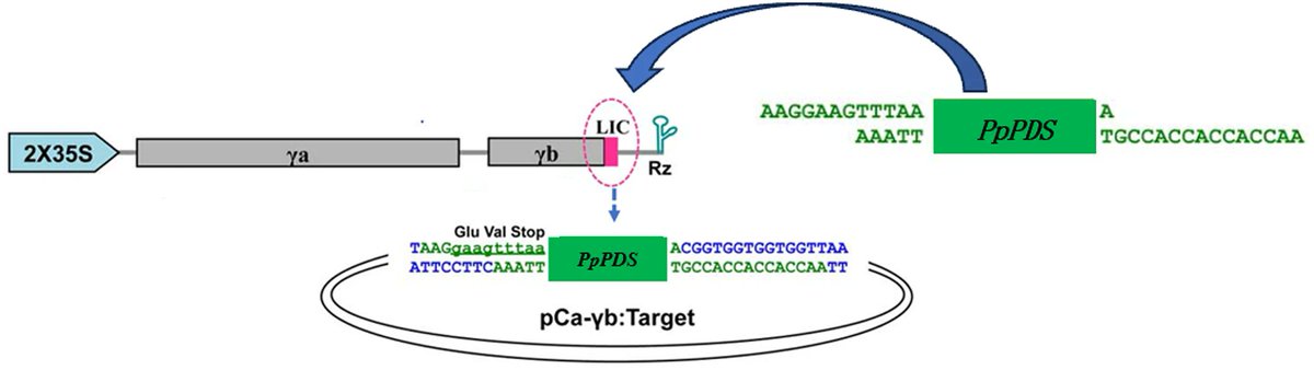 PCTOCjournal's tweet photo. Efficient virus-induced gene silencing in elephant grass using barley stripe mosaic virus

https://t.co/3FRroY3BoY https://t.co/qr7hryHix3