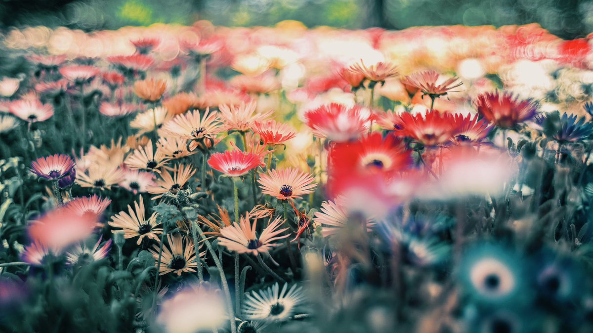 noco｜花の写真家 tweet media