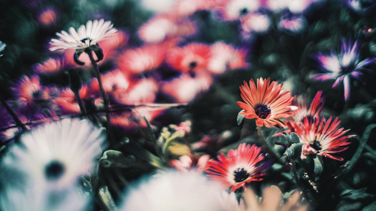 noco｜花の写真家 tweet media