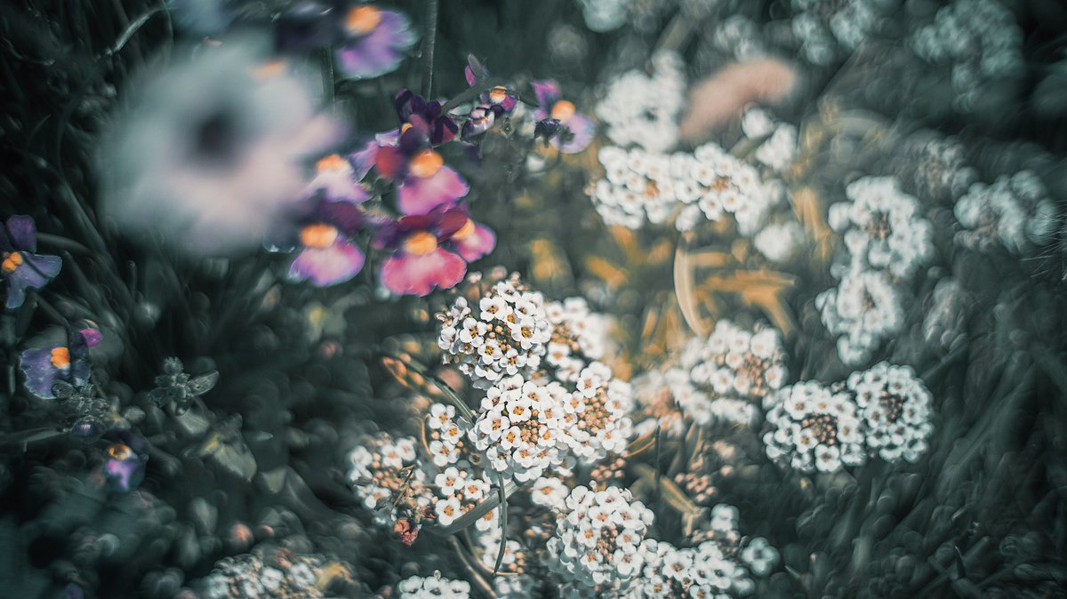 noco｜花の写真家 tweet media