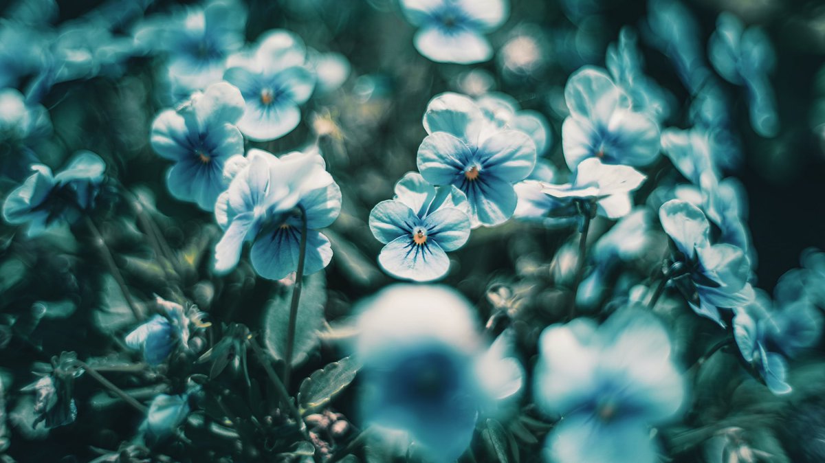 noco｜花の写真家 tweet media