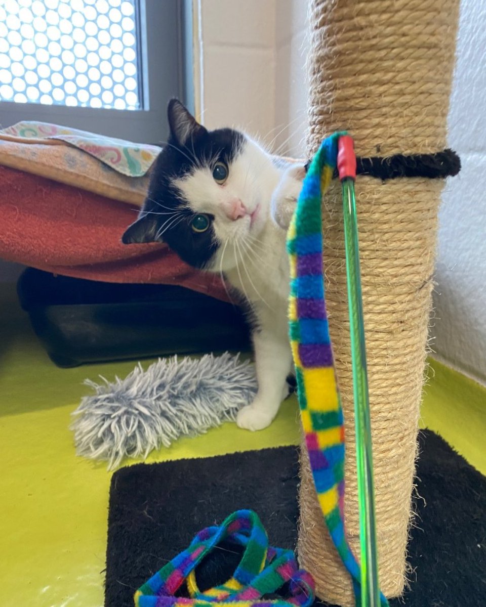 cotsdogscats's tweet photo. Charles is just conducting a very serious investigation… 🕵️♂️🐾
This toy is highly suspicious and requires immediate attention 👀🎣
(Results pending… but he may need to investigate again… and again…) 😌✨
#CatInvestigation #CuriousCat #CatToys #PetDetective https://t.co/UAvpZO5uCI