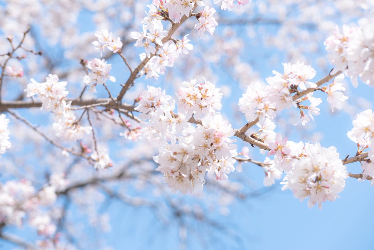 おいも tweet media