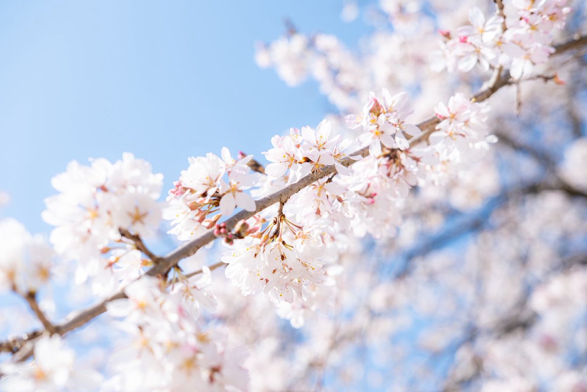 おいも tweet media