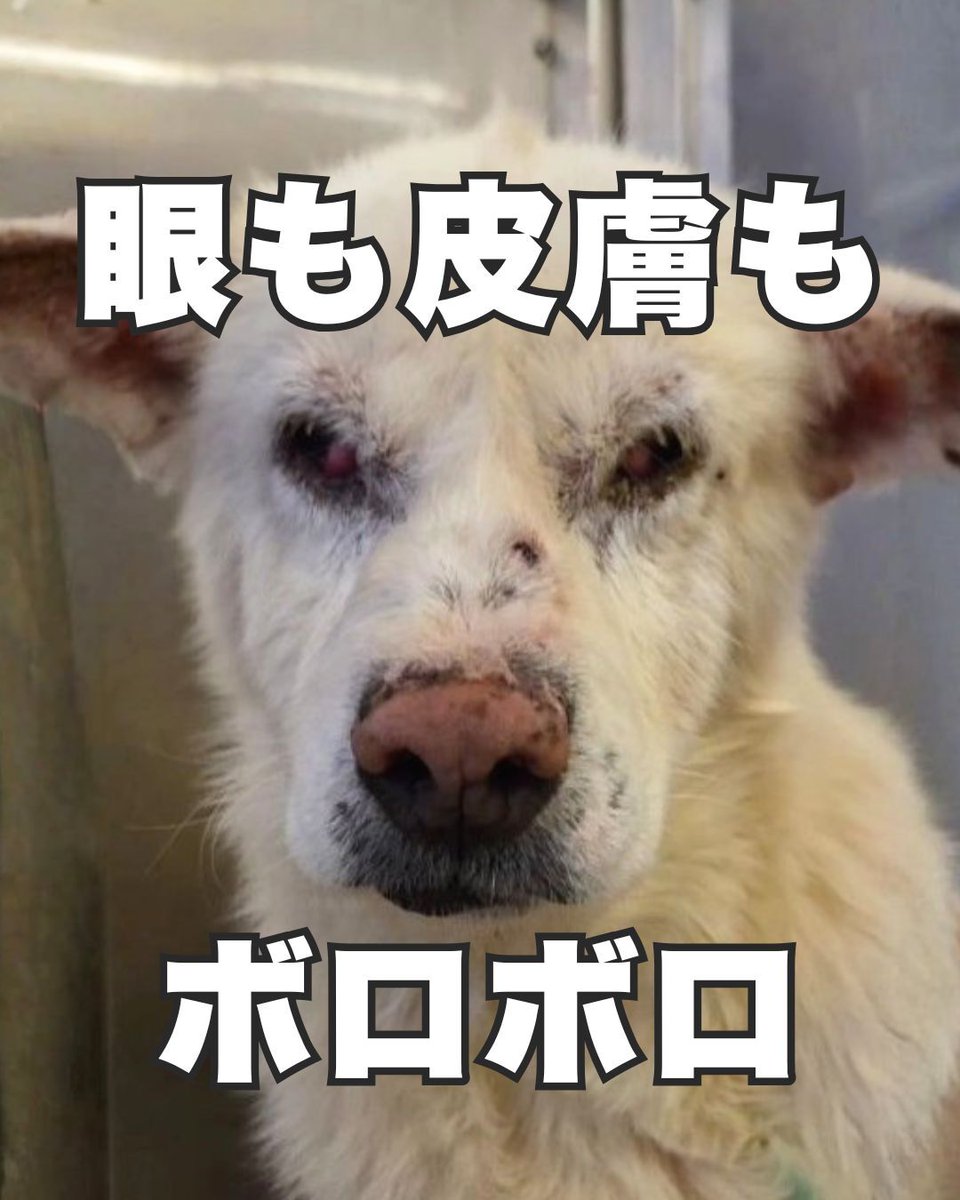 ピースワンコ・ジャパン tweet media