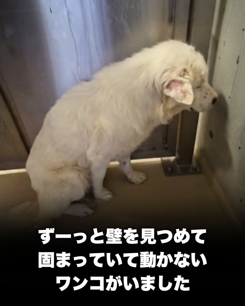 ピースワンコ・ジャパン tweet media