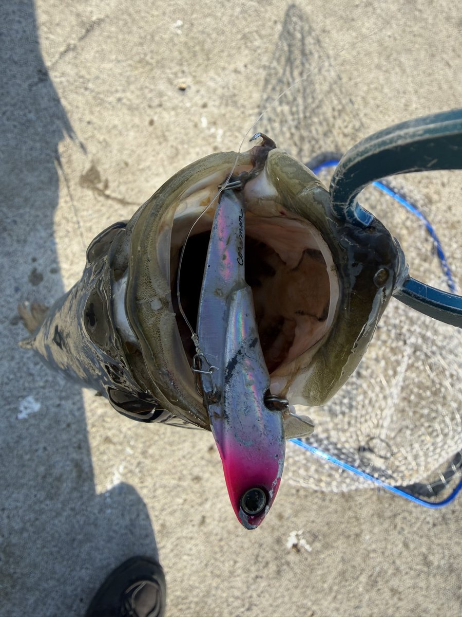 FishingLoverTN's tweet photo. 6キャッチ
デイゲームでバチパターン！？
知らんけどいい釣りできました
バチゲロ🤮でタモが、、🎣 https://t.co/ltRaltb1f0