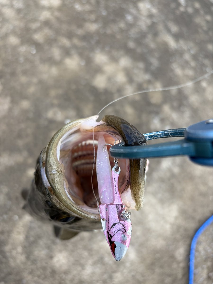 FishingLoverTN's tweet photo. 6キャッチ
デイゲームでバチパターン！？
知らんけどいい釣りできました
バチゲロ🤮でタモが、、🎣 https://t.co/ltRaltb1f0