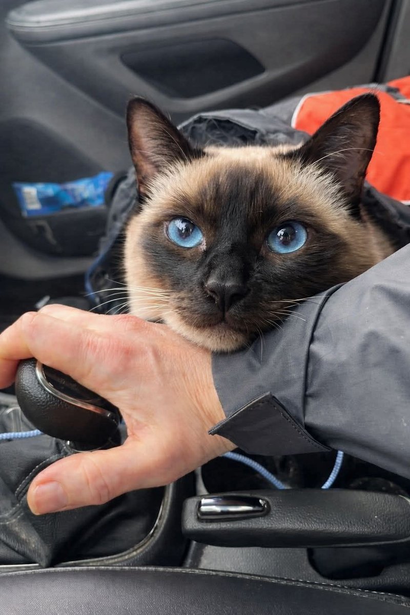 Nimra Shahzadi ❣️ tweet media