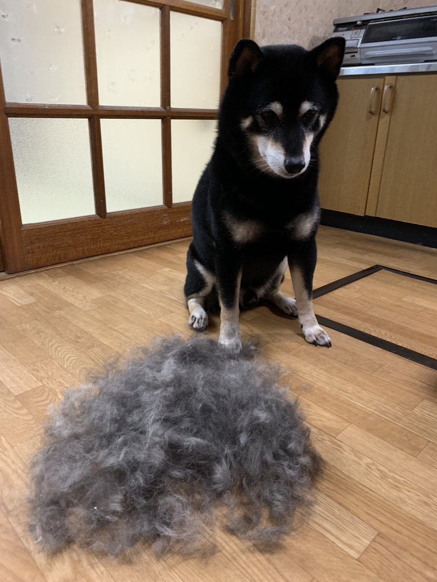 磯本つよし tweet media