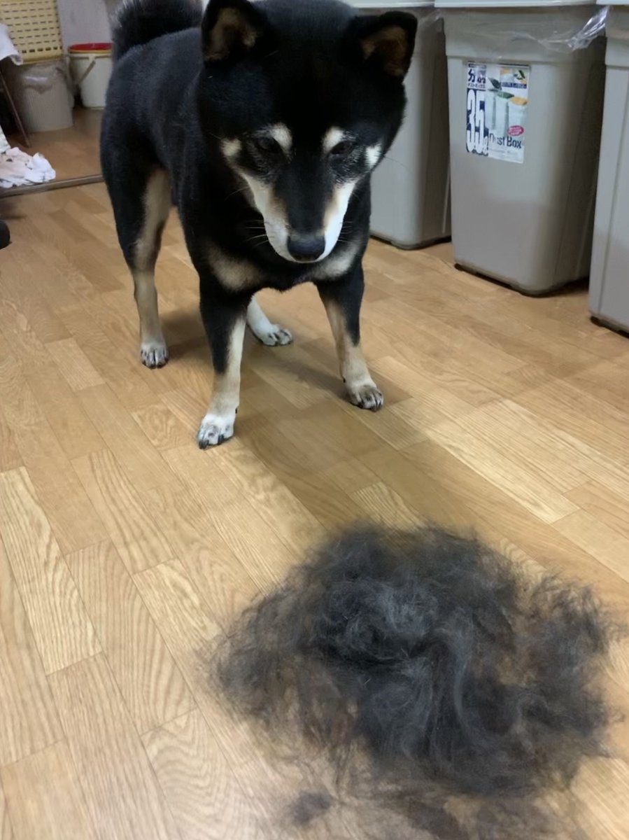 磯本つよし tweet media