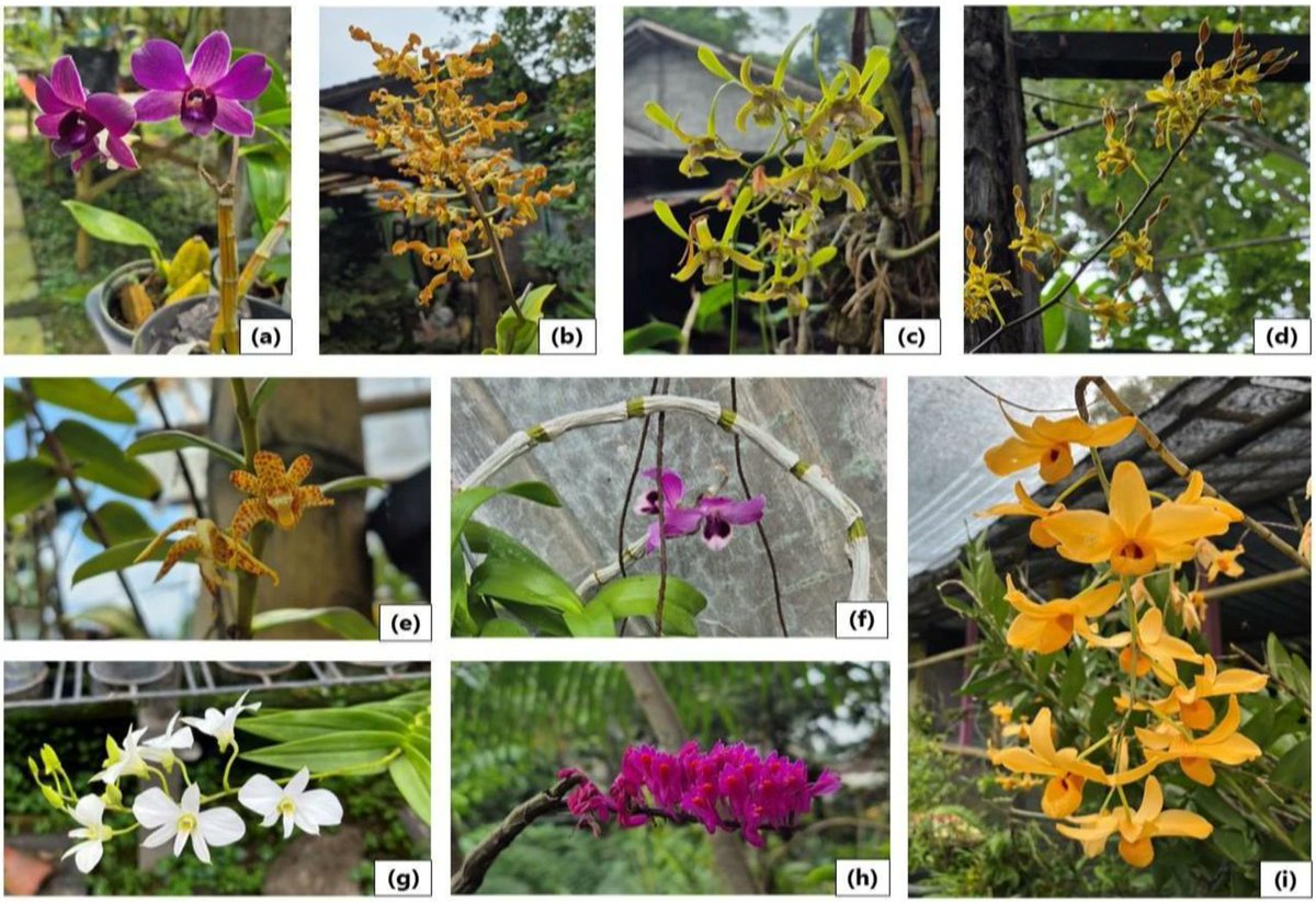 PCTOCjournal's tweet photo. In vitro and biotechnological approaches in Dendrobium orchid breeding: a review

https://t.co/wtwWCSPjOf https://t.co/7EUv49mjWu