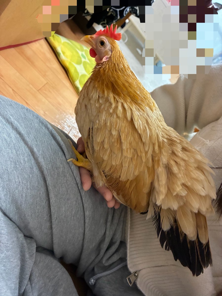 ゆゆうずら tweet media