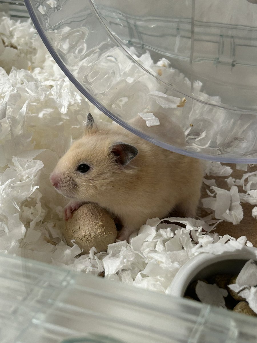 🐹この齧り木だけは守らなきゃっ