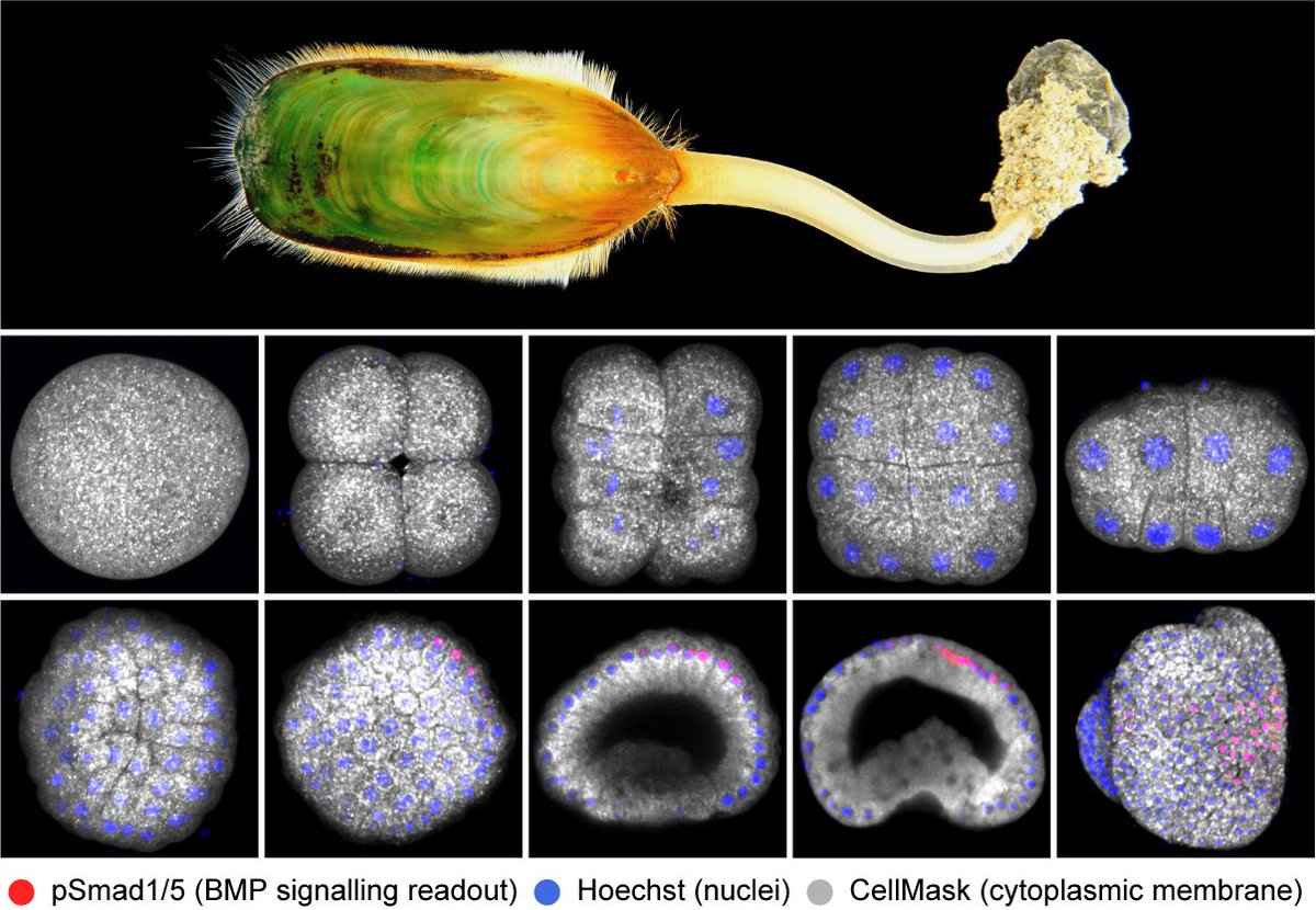 AcadSinica's tweet image. BMP's role in body patterning varies widely across spiralians — absent in some species, repurposed in others. Functional transcriptomics suggest brachiopods retain a conserved BMP-Chordin seesaw with vertebrate-like targets. In Nat Comms
sinica.edu.tw/en/news_conten…
#EvoDevo #BMP