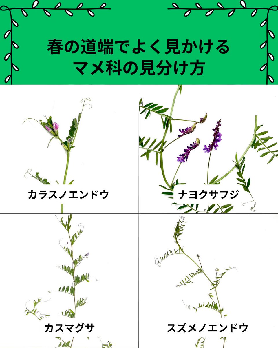 しん🌿植物オタクな中学生 tweet media