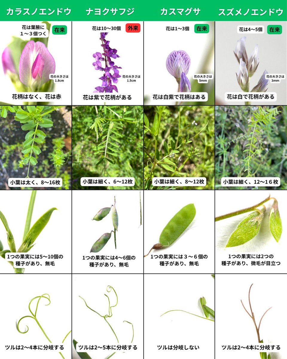 しん🌿植物オタクな中学生 tweet media