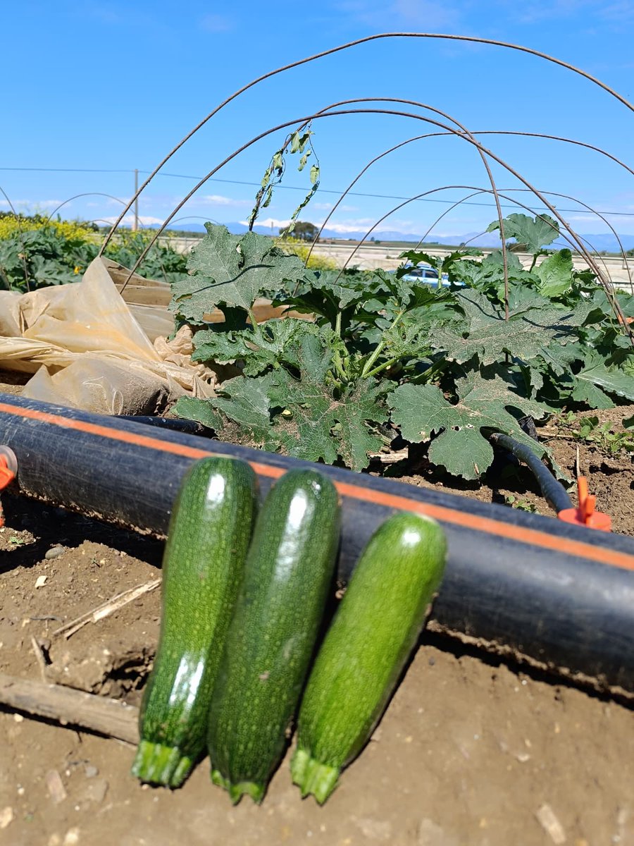 Tabipler Tarım Koop tweet media