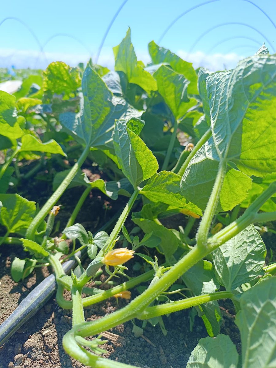 Tabipler Tarım Koop tweet media