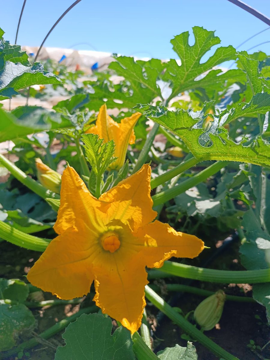 Tabipler Tarım Koop tweet media