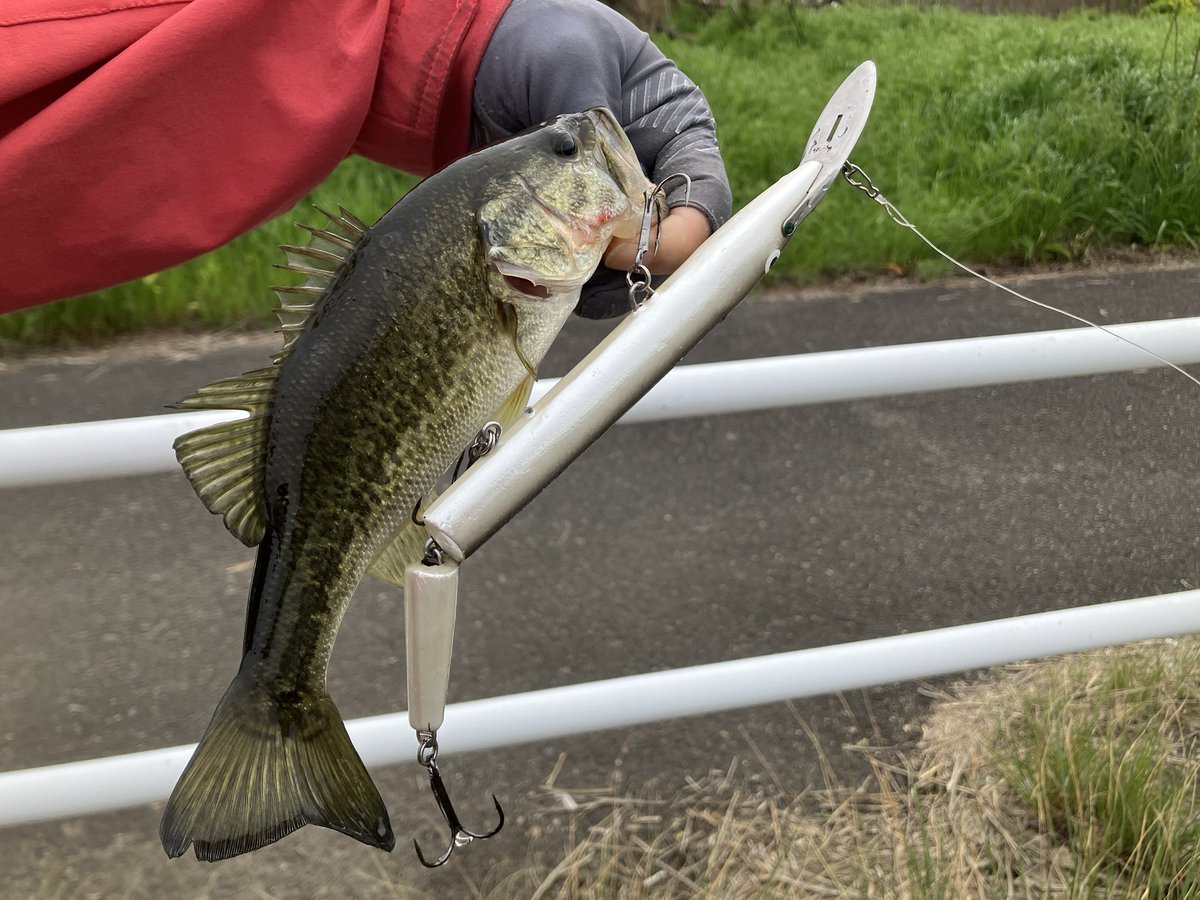 アロハ tweet media