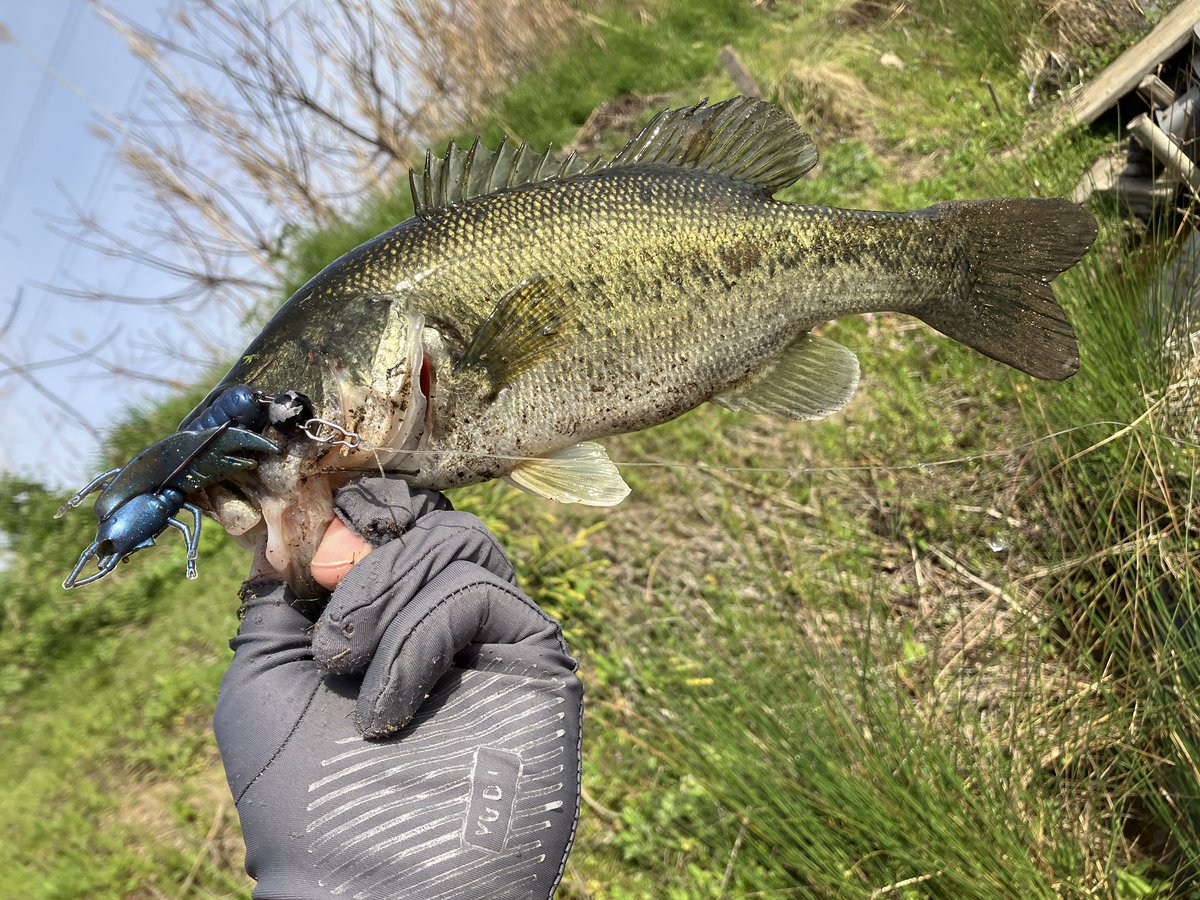 アロハ tweet media