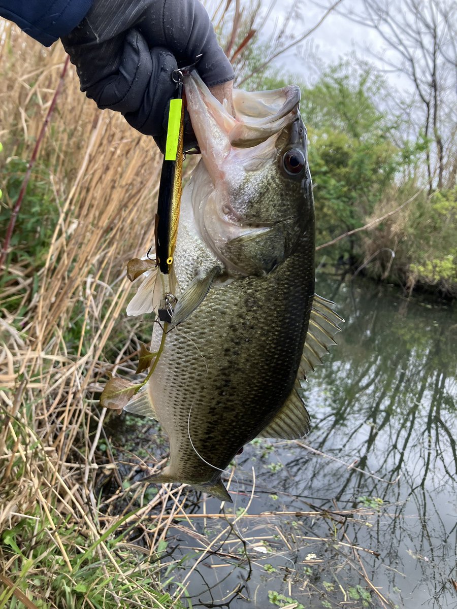 アロハ tweet media