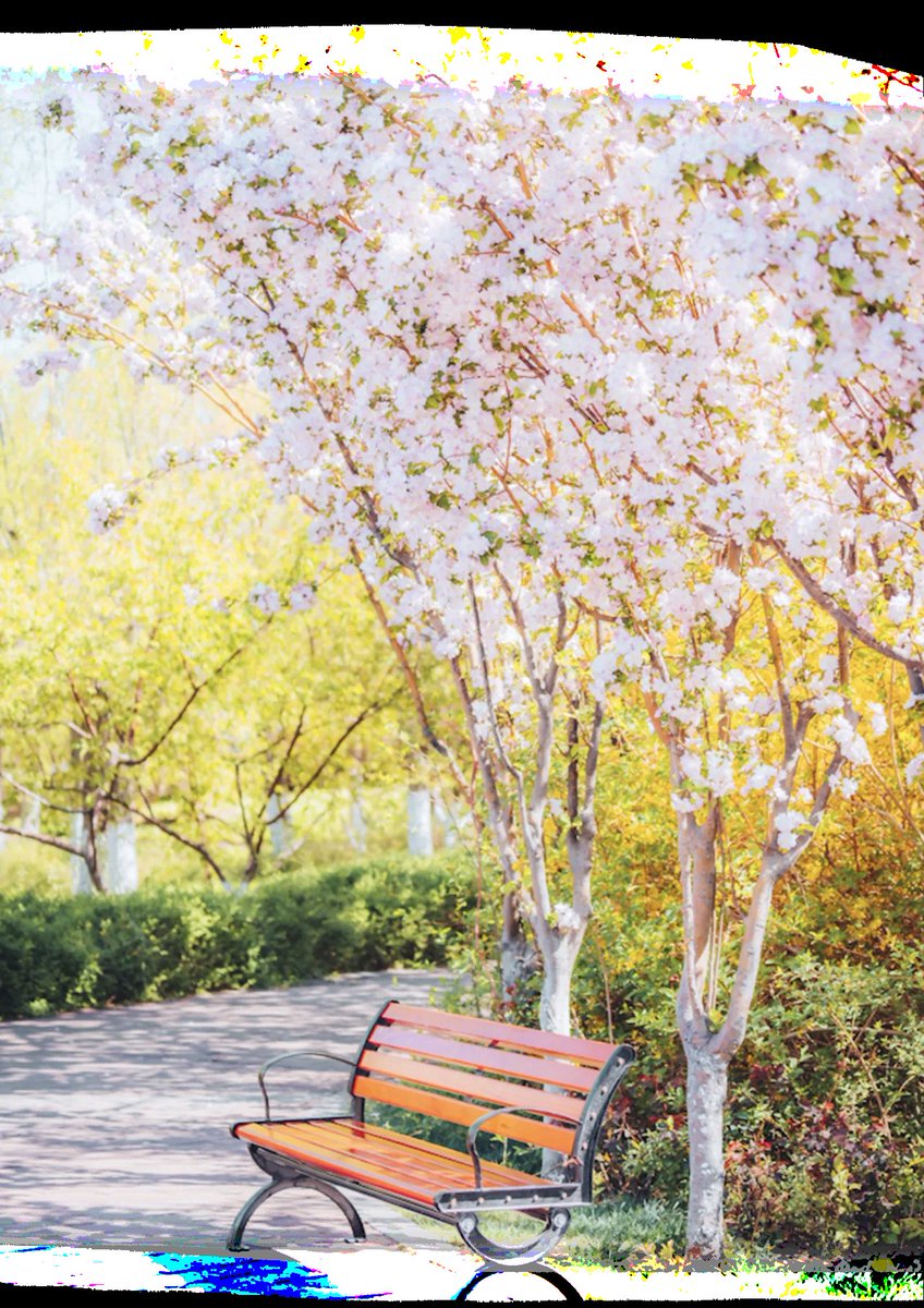 LindarMiss's tweet photo. 又到了一年一度的赏花时节，欢迎大家来滨海！ #天津 #旅游 https://t.co/yWAynnMrUP