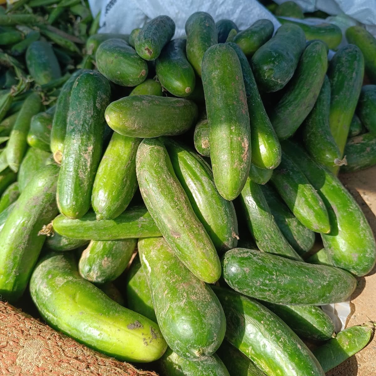 Tabipler Tarım Koop tweet media