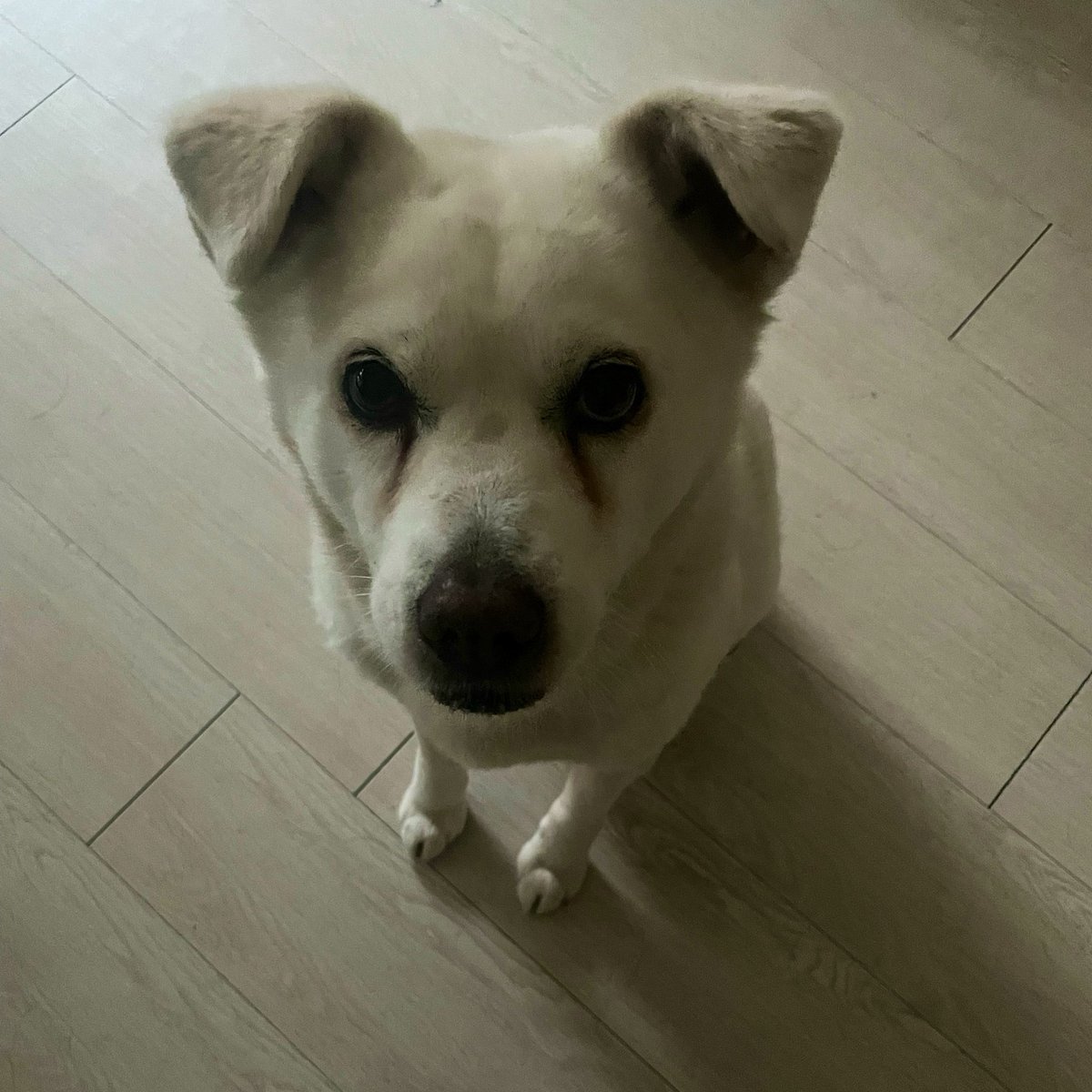 박작가 tweet media