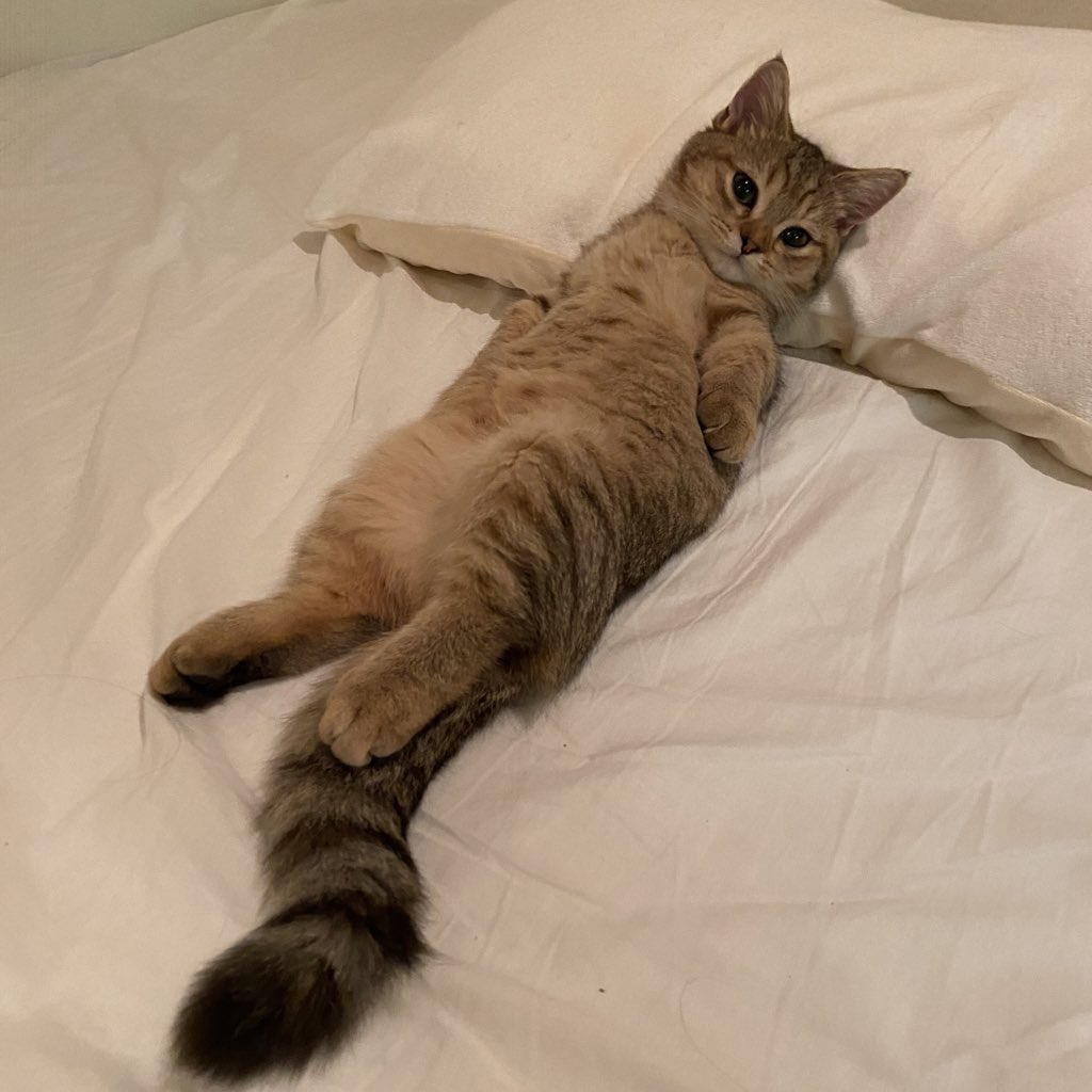 にぼしって名前気に入ってるからべつにいいもんね……にぼちってみんなから呼ばれるの気に入ってるもんね