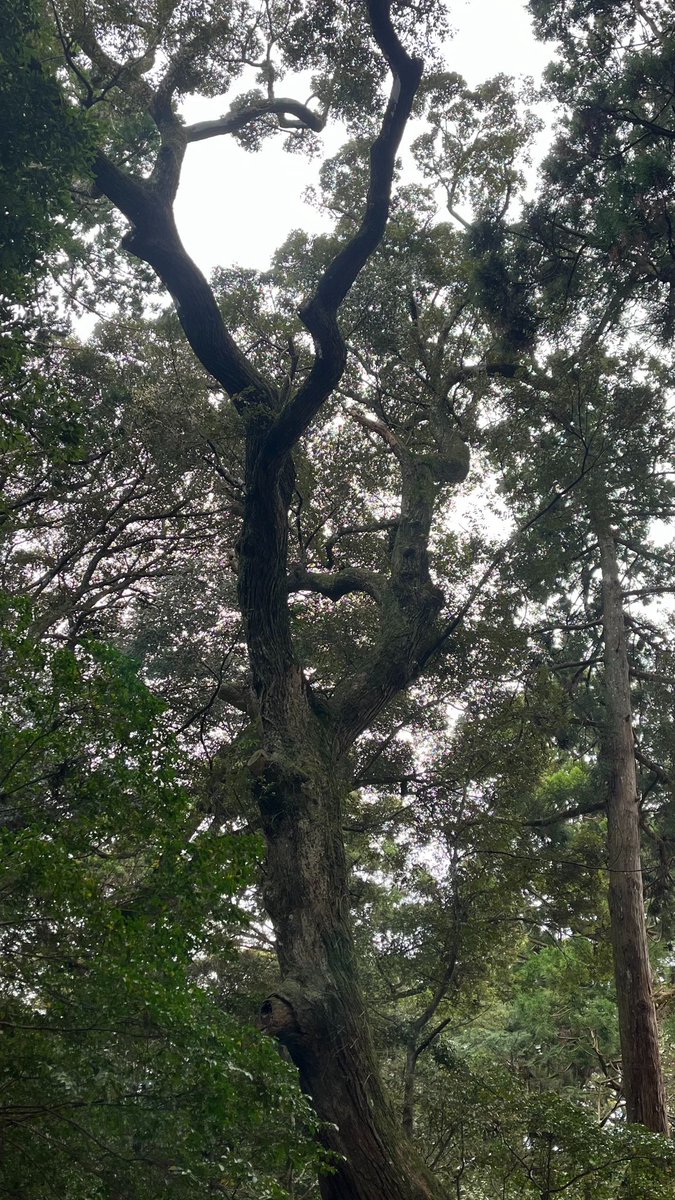 鹿島りたいきゃぽりん tweet media