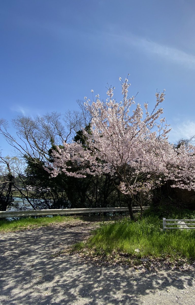 abejuku's tweet photo. 小・中・高校 入学式㊗️

おめでとうございます。

 #徳島 #入学式 https://t.co/G1NPFJUF5R