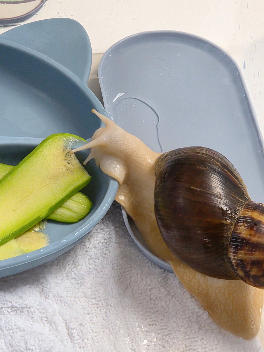 테풀잎 tweet media