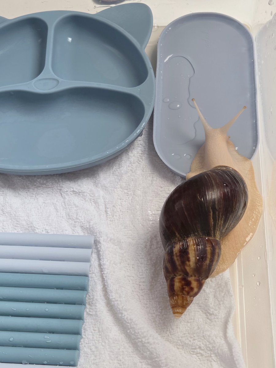 테풀잎 tweet media