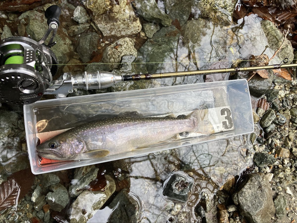 dopeangler's tweet photo. 夕マズメ1本勝負🎣
イワナ2つ。バラし3。buxがかなり反応良かった。buxのフォローでアグリアで釣れたのも嬉しい🐟
#トラウティンスピン39ul
#17カルコンbfs
#bux
#mepps https://t.co/gK7KV3t7UT
