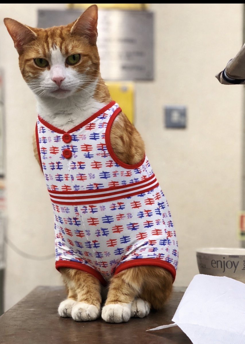 George The Stourbridge Junction Station Cat tweet media