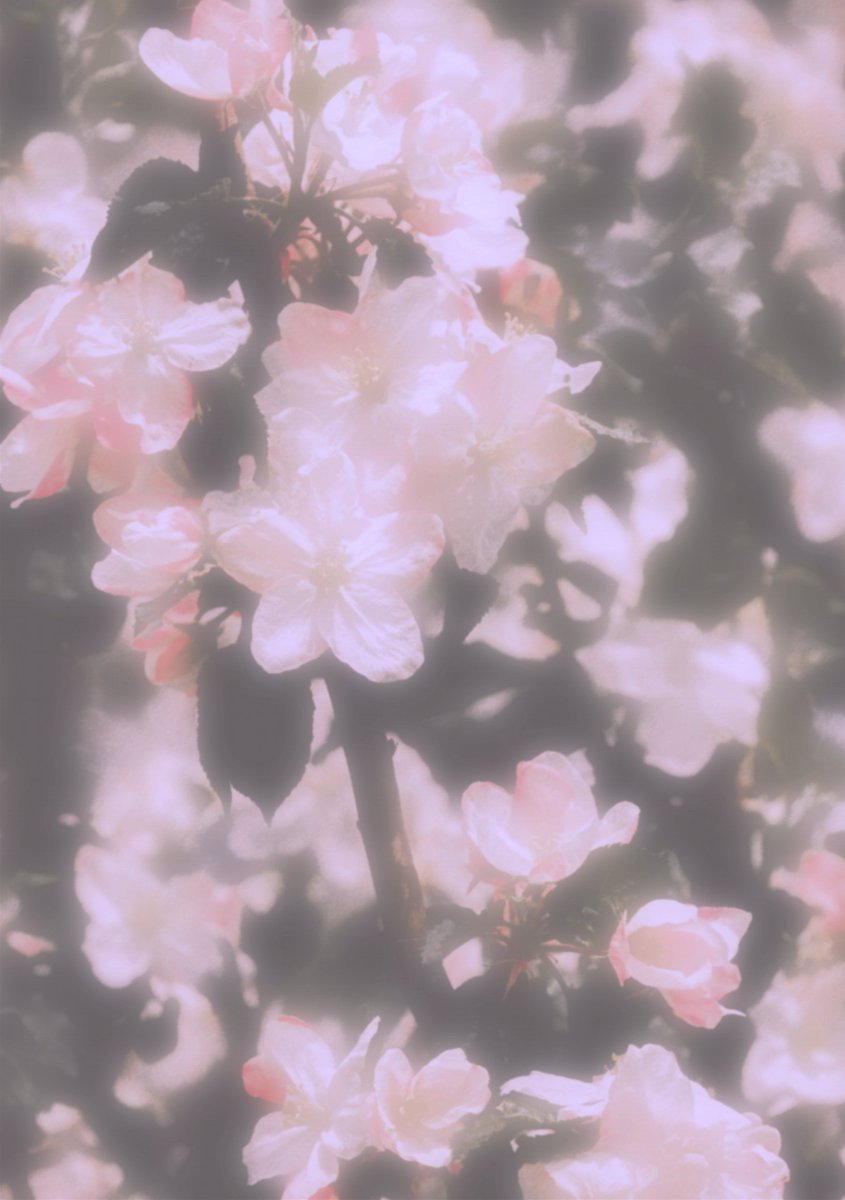 apple of my······. (c) 관서

fuyuba.tistory.com/15