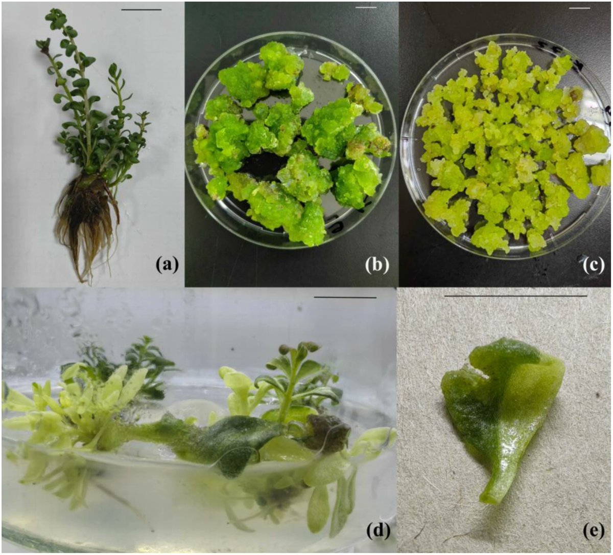 PCTOCjournal's tweet photo. The effect of cinnamyl alcohol on phenylpropanoid biosynthesis in mixoploid Rhodiola rosea L. callus cultures under different light regimes and UV exposure

https://t.co/vlILPWJLaK https://t.co/f8TlJpeSQj