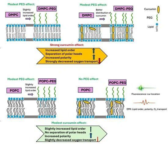 Membranes_MDPI's tweet image. 📣New Publication 📣– “Curcumin–Lipid Interactions in PEGylated vs. Conventional Liposomes: A Combined Fluorescence and EPR Study”

by Namra Fatima, Andrzej Górecki and Anna Wiśniewska-Becker from @JagiellonskiUni

📌 mdpi.com/3821940

#Membrane #Liposome #Curcumin #PEG